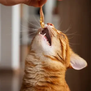 Alimentos gatos