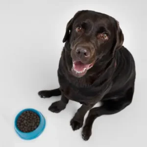 Alimentos Perros
