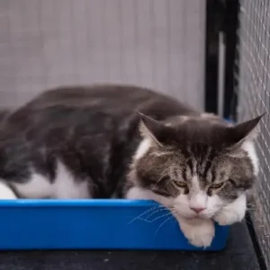 Arenas Sanitarias Gatos
