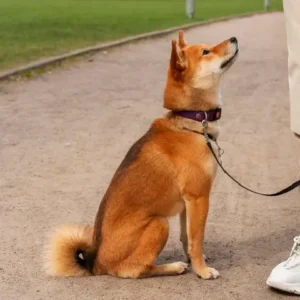Buddy Pet