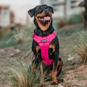 Petlounge